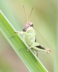 Melanoplus keeleri