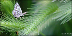 Heliomata glarearia