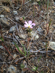 Polemoniaceae