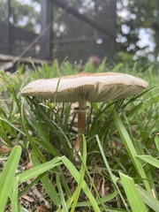 Chlorophyllum molybdites image