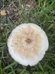 Chlorophyllum molybdites image