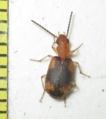 Brachininae