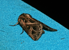 Leumicamia leucosoma