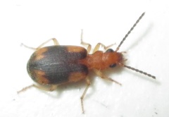 Brachininae