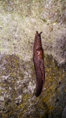Limacidae