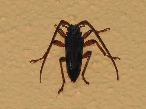 Elytrimitatrix geniculata image