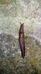 Limacidae