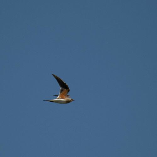 Collared Pratincole (Glareola pratincola), photo 10