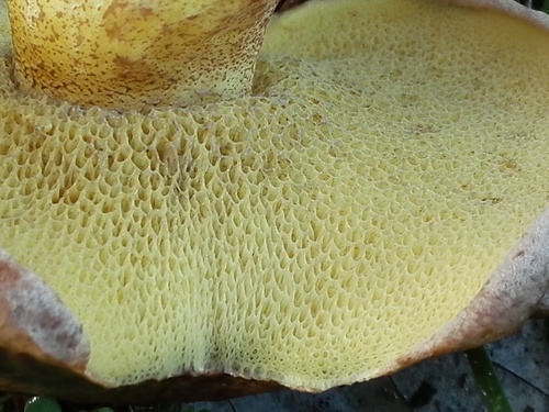 Suillus collinitus