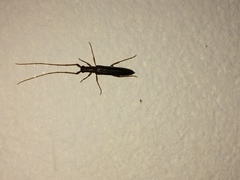 Listrocerum aeolis