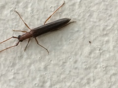 Listrocerum aeolis