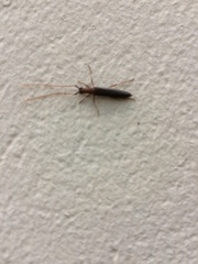 Listrocerum aeolis
