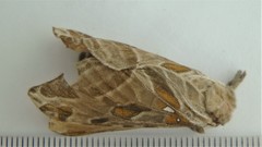 Sthenopis argenteomaculatus