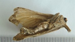 Sthenopis argenteomaculatus