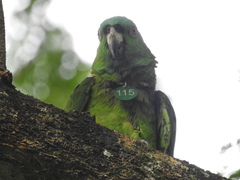 Amazona auropalliata image
