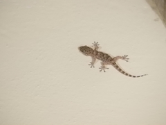 Tarentola mauritanica