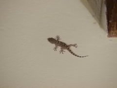 Tarentola mauritanica