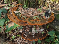 Phaeolus schweinitzii