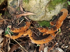 Phaeolus schweinitzii