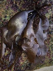 Mazzaella laminarioides