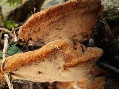 Phaeolus schweinitzii