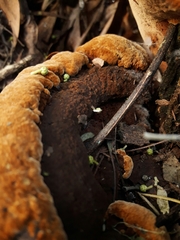 Phaeolus schweinitzii