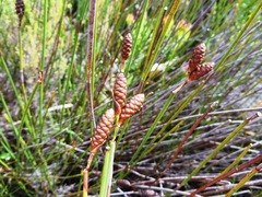Nevillea obtusissima
