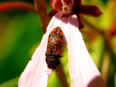 Rugacmaeodera