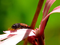 Rugacmaeodera