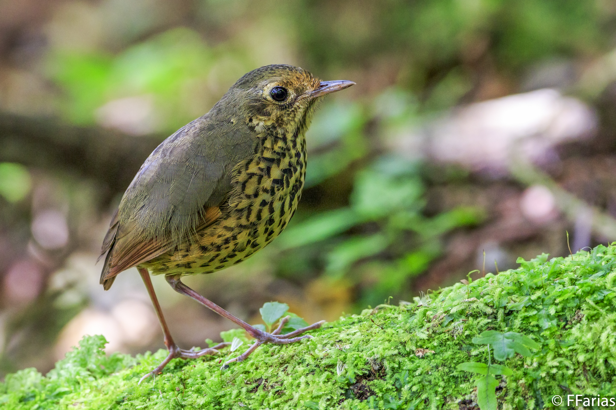 Speckle-breasted Antpitta (Cryptopezus nattereri)
