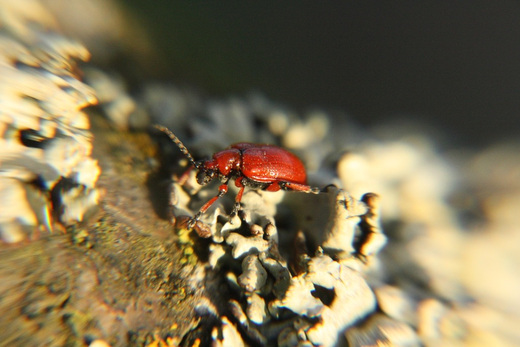 Lilioceris merdigera