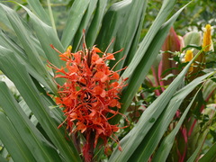 Hedychium coccineum