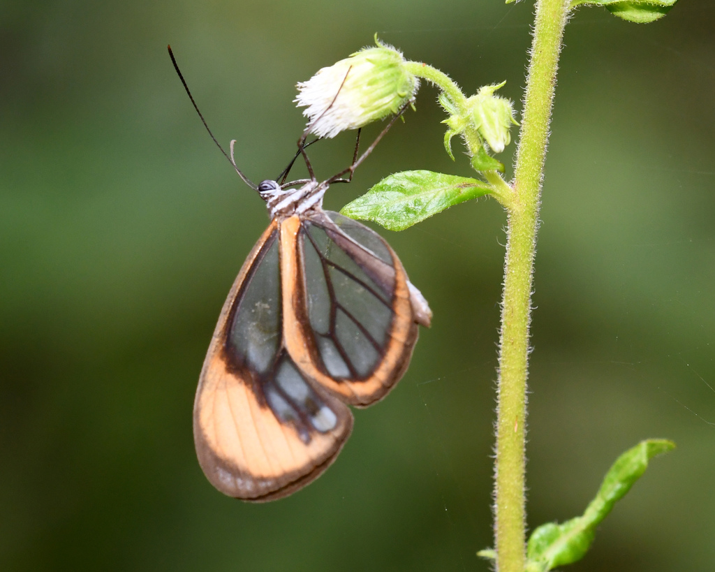 Pseudoscada florula