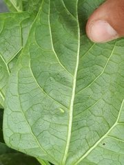 Insecta