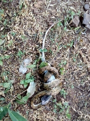 Trimorphodon quadruplex