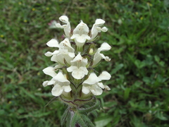 Prunella laciniata