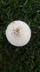 Chlorophyllum molybdites image