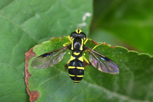 Xanthogramma pedissequum nuotrauka