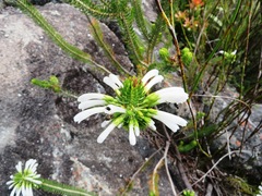 Erica thomae thomae