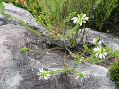 Erica thomae thomae