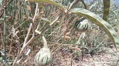 Solanum elaeagnifolium image