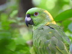 Yellow-Naped Amazon photo 2