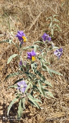 Solanum elaeagnifolium image