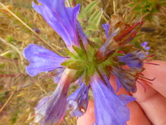 Lobostemon argenteus