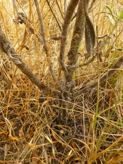 Lobostemon argenteus