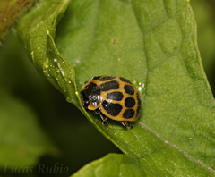 Epilachna paenulata
