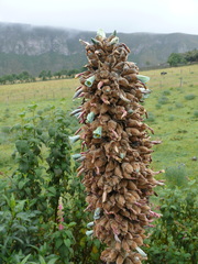 Puya glomerifera
