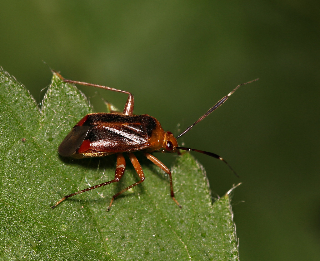 Horciasinus argentinus