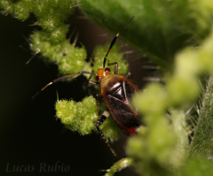 Horciasinus argentinus