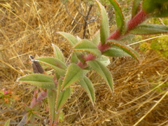 Lobostemon argenteus